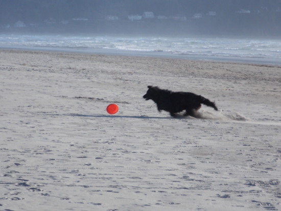 Bob chasing the Frisbee