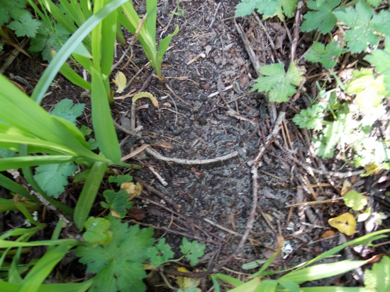 Sweeny's granules on the ground