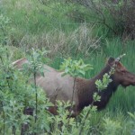Elk grazing