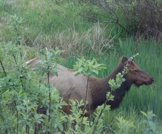 Elk grazing