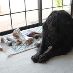 Petco