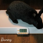 Babs Bunny