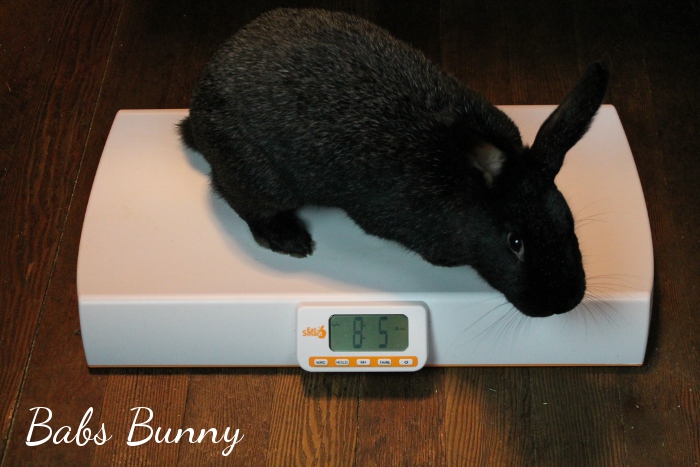 The EatSmart Precision Baby & Pet Check Scale: Keep Everybunny in The Family Healthy!