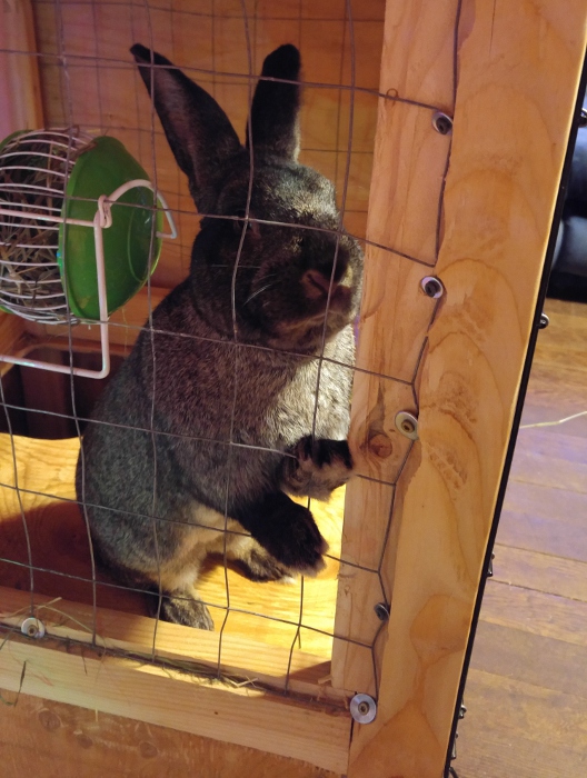 Bunsen and his hay feeder