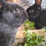 Buster & Babs