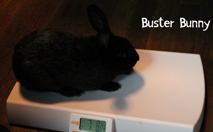 Buster Bunny