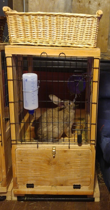 Honey Buns uses her Kaytee Rollin' The Hay Rabbit Feeder