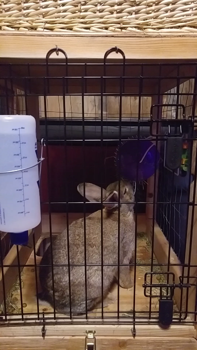 Honey Buns uses her hay feeder