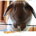 Precious Adoption Announcement