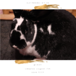 Pixel Adoption Announcement