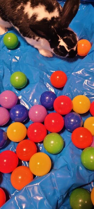 Bunny ball pit