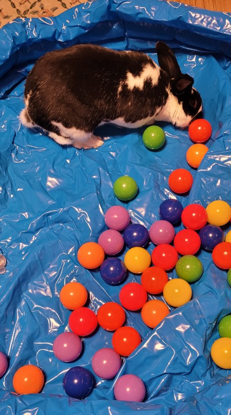 Pixel having fun in the ball pit