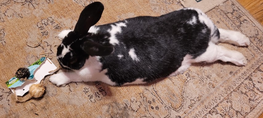 Playing with his new chew toys